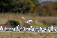 ユリカモメ整列