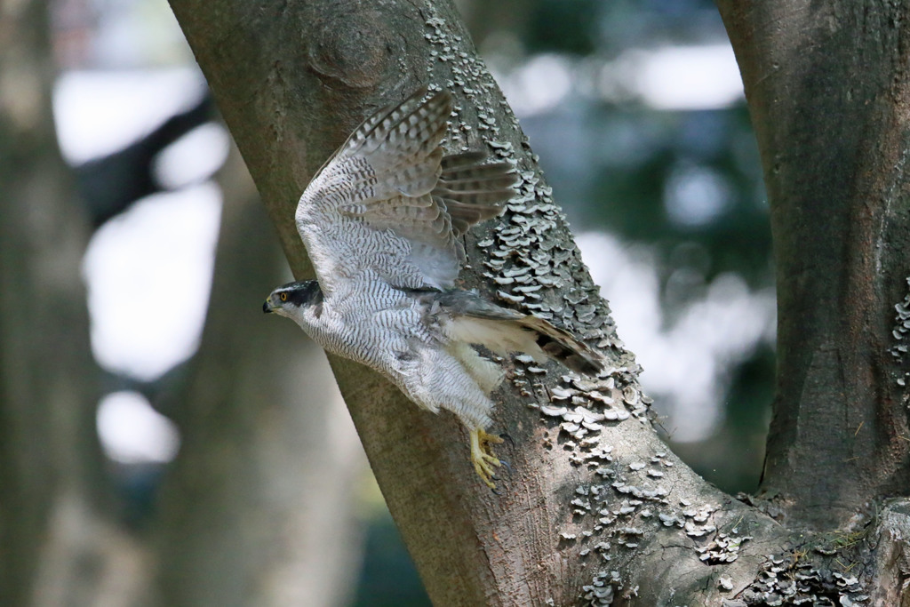 オオタカ飛び出しその2