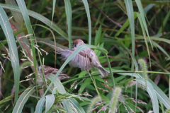 たぶんホバリング