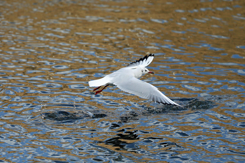 水面飛び出し-4