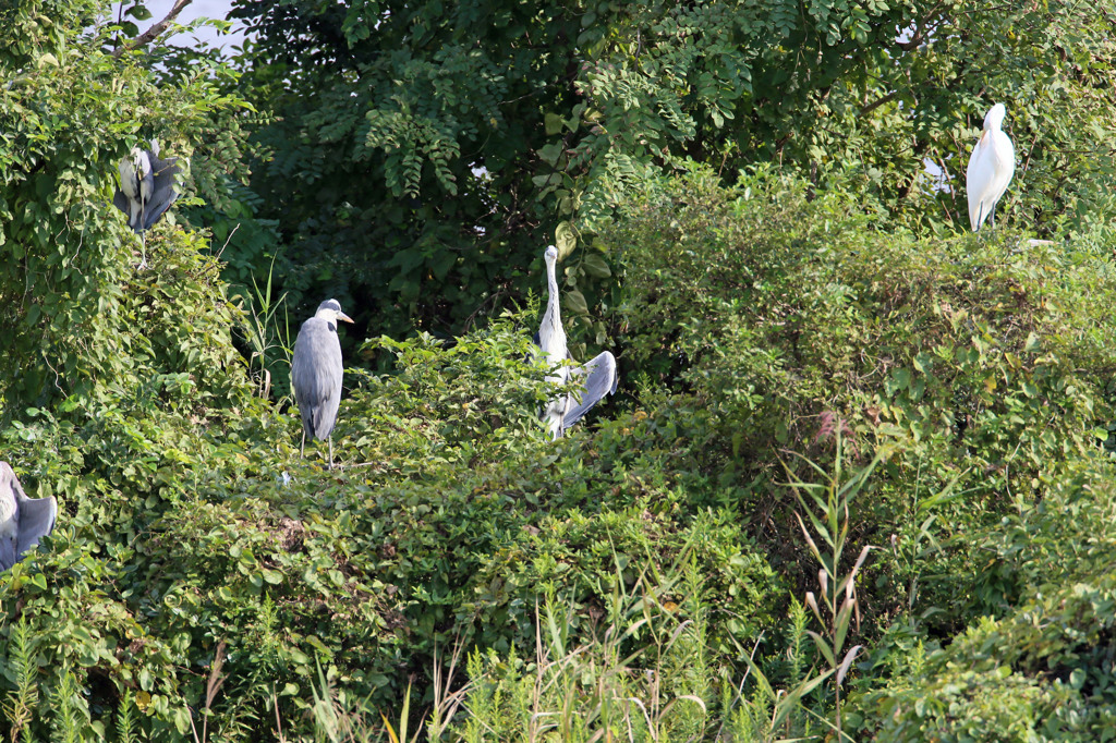 今日は家来を従えて