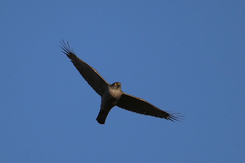 ハイタカセーフ