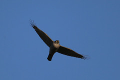 ハイタカセーフ