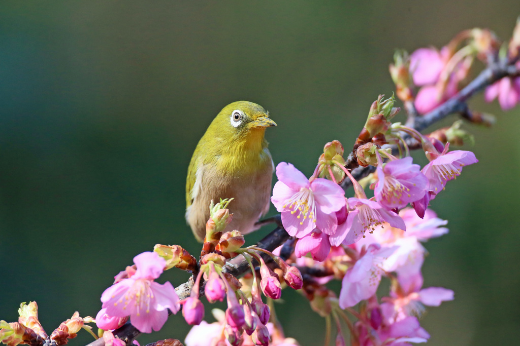 嘴に花粉ついてるよ