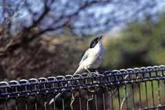 上に何かあるのかな?