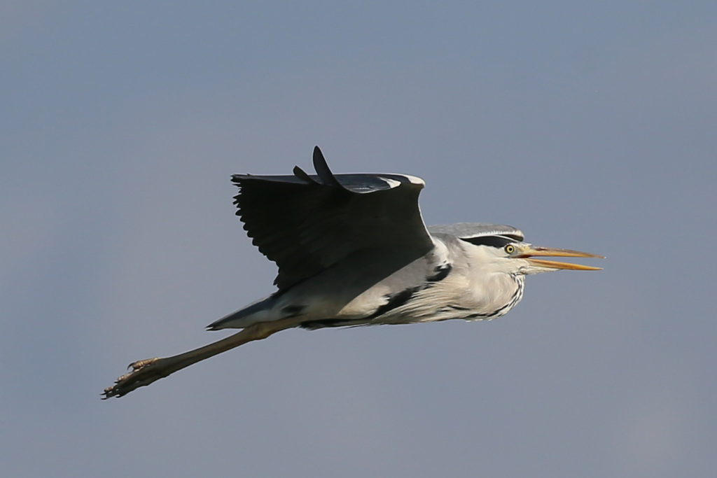 アオサギの飛び方-1