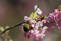 リーゼントその1