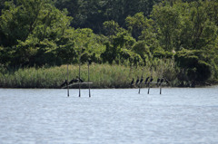みんなで日干し