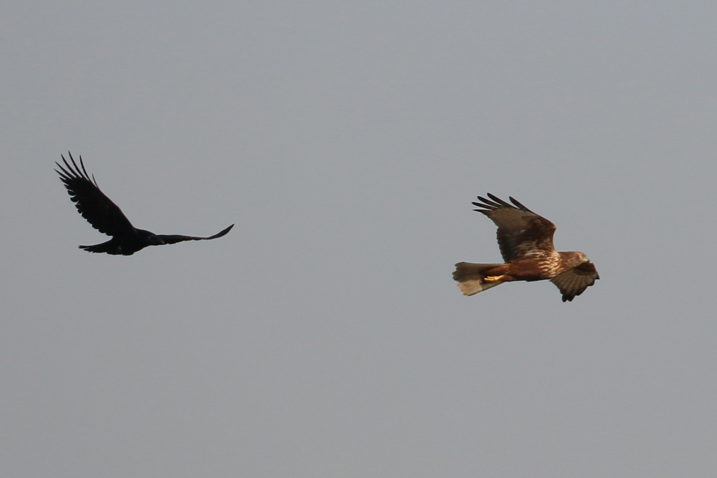 逃げるチュウヒ