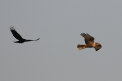 逃げるチュウヒ