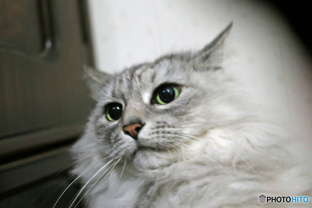 ビックリにゃにゃ-3