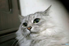 ビックリにゃにゃ-3