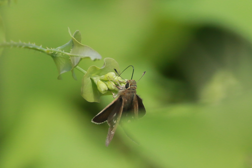 葉っぱの前ボケ