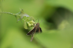 葉っぱの前ボケ