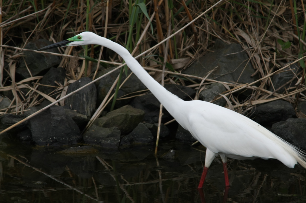 僕首長いでしょ