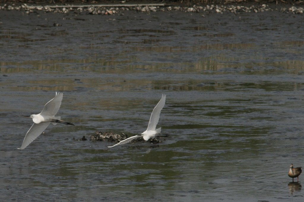 右のすみにかもさん発見