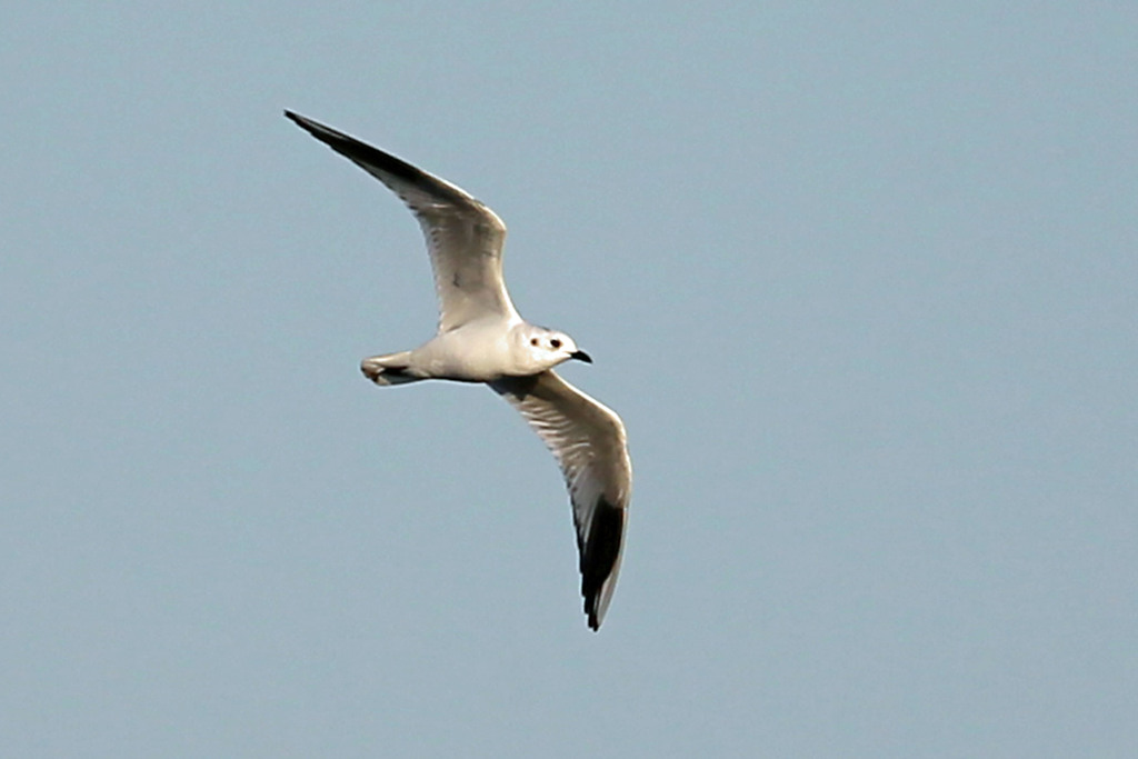 青空とズグロカモメ