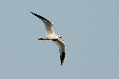 青空とズグロカモメ