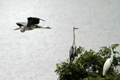 後ろ飛んでるに