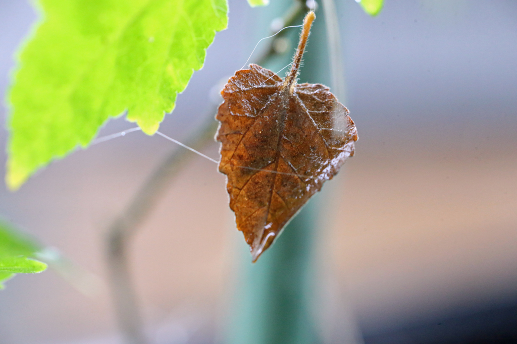 枯葉が浮かんでます
