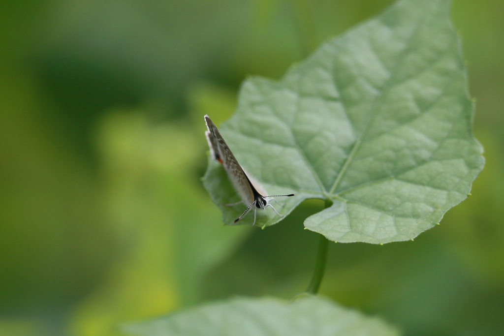足踏ん張ってます