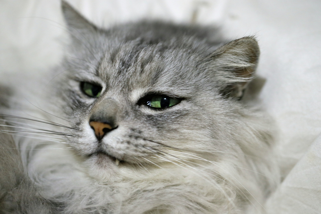 マクロレンズでポートレイトその4