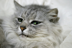 マクロレンズでポートレイトその4