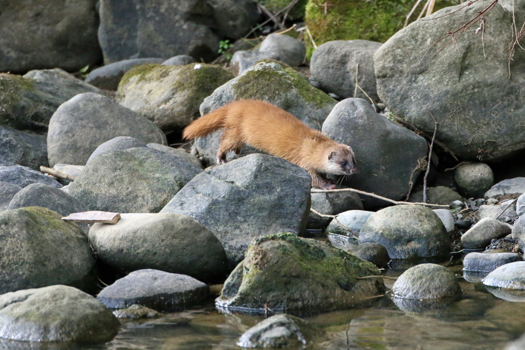 初めてのイタチ君-3