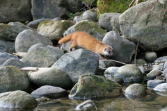 初めてのイタチ君-3