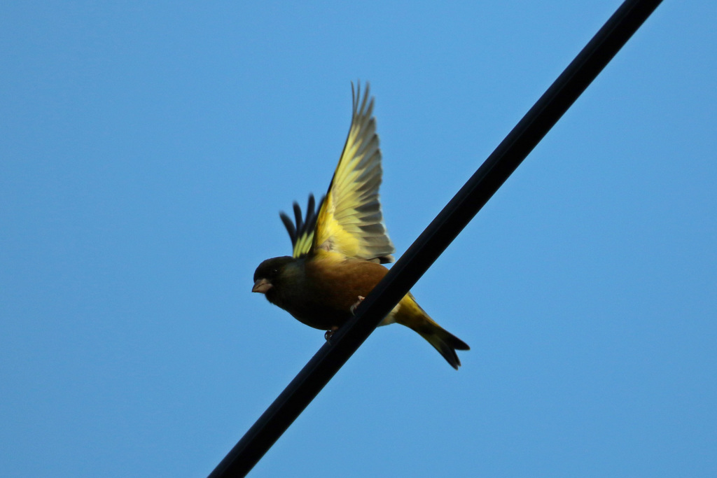 カワラヒワ飛び出し