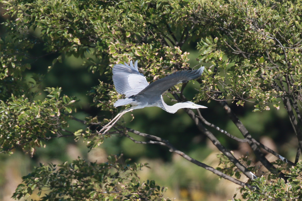 アオサギの飛び方-5