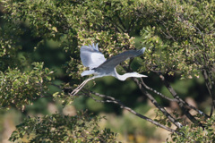 アオサギの飛び方-5