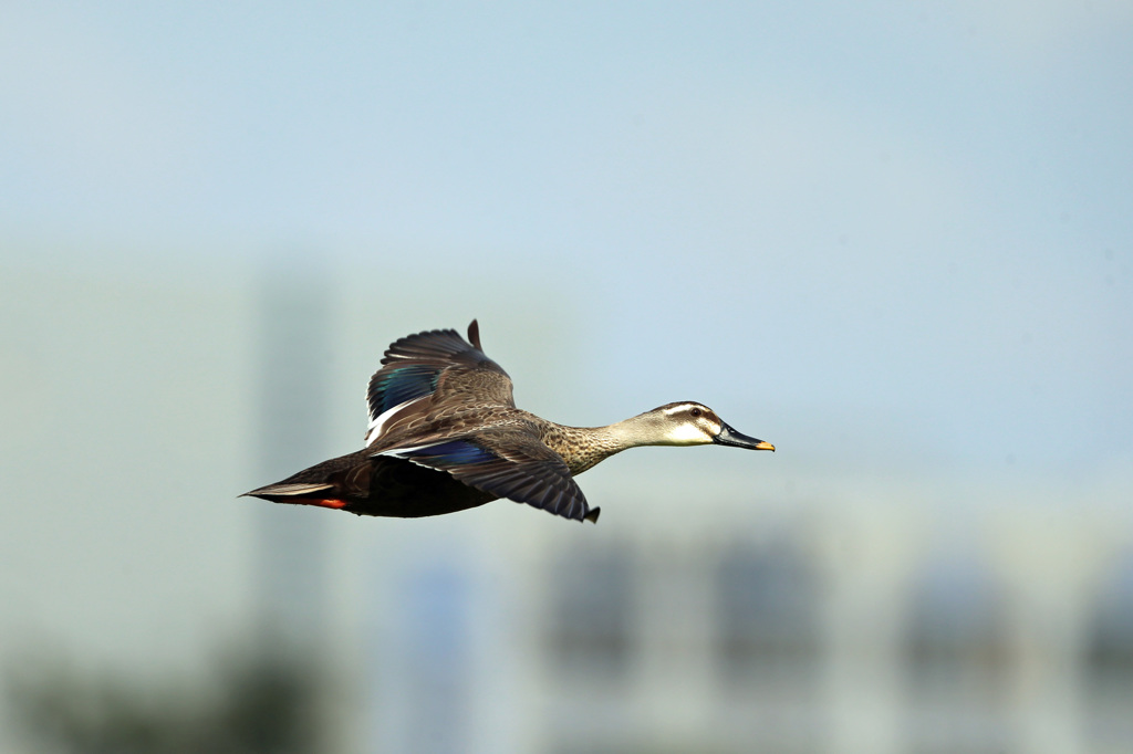 カモさん流し鳥