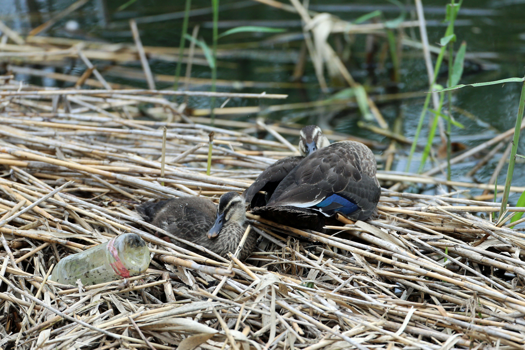 ペットボトル捨てないでね