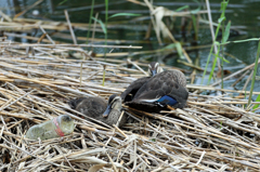 ペットボトル捨てないでね