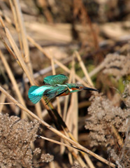 カワセミ飛び出し