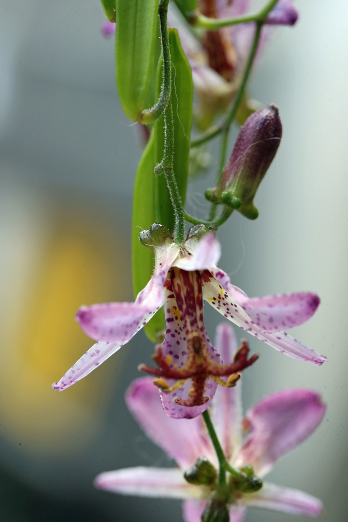 下見てほ～ほけきょ