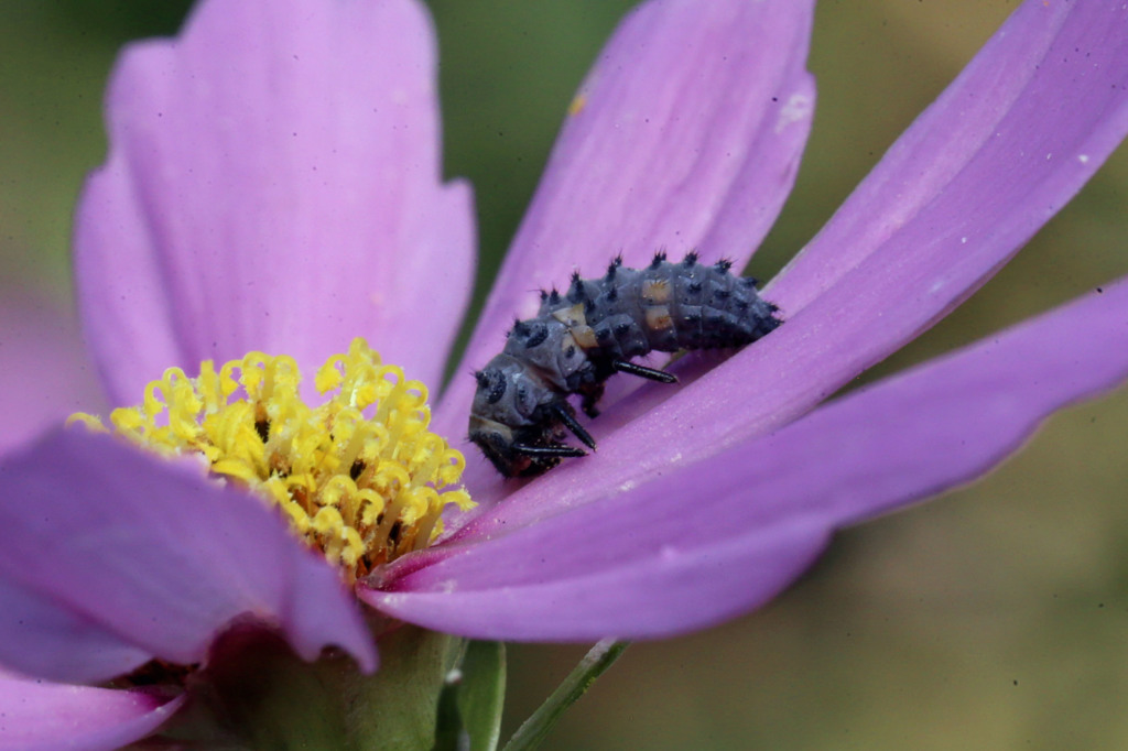 お参りしてます