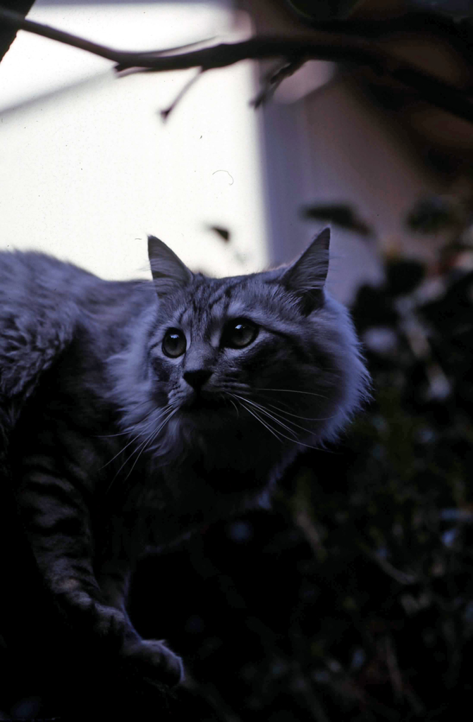 にゃにゃのポートレート-5