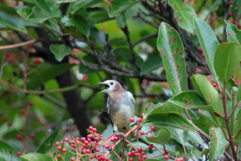 お食事ポーズ-2