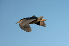 たまには飛ぶのよ僕だって