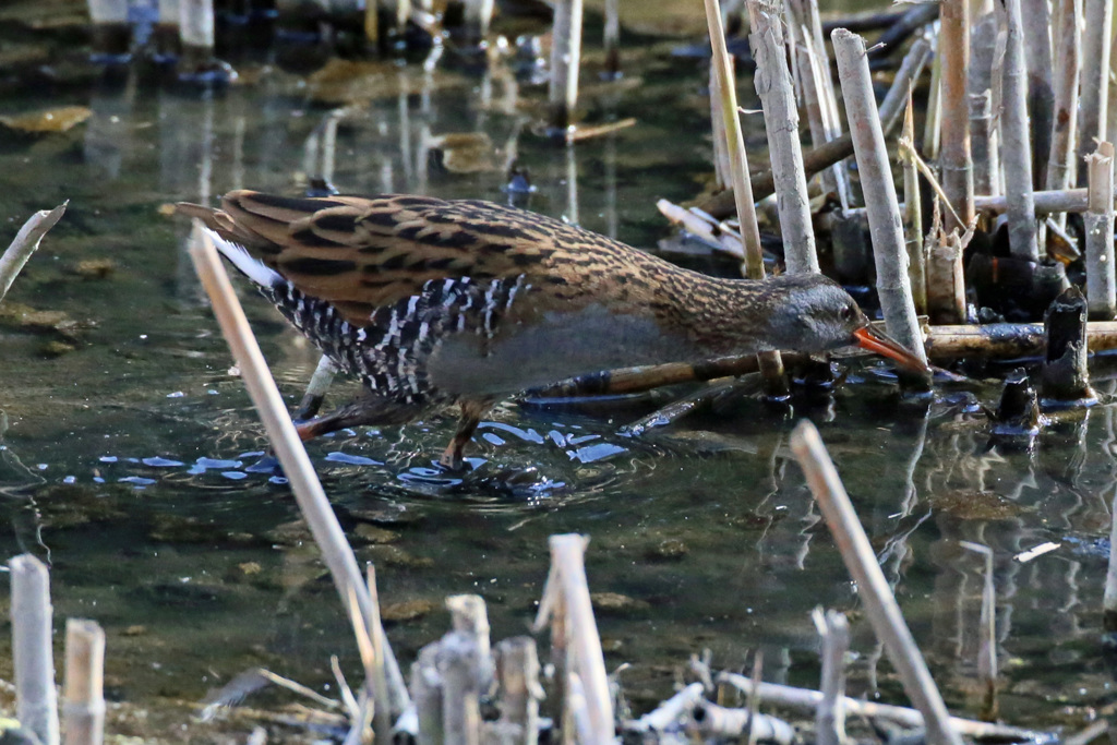 首長かったのね