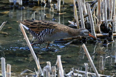 首長かったのね