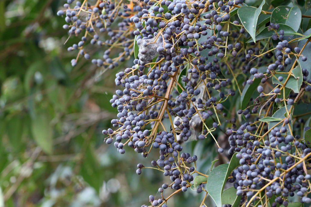 トリさんのご馳走