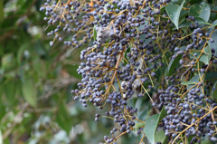 トリさんのご馳走