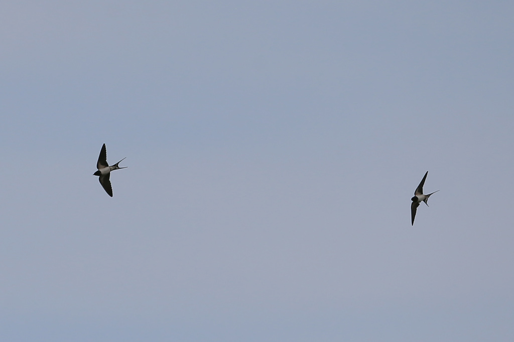ツバメ飛行中-7