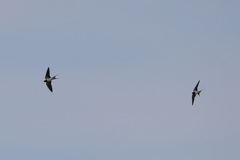 ツバメ飛行中-7