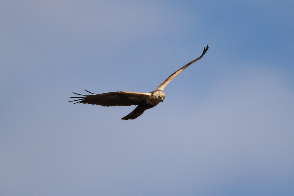 白頭チュウヒ-2