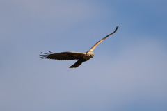 白頭チュウヒ-2