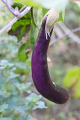 生で食べれるよ